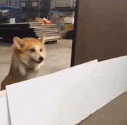 蹦蹦跳跳的兴奋的工作太多了 